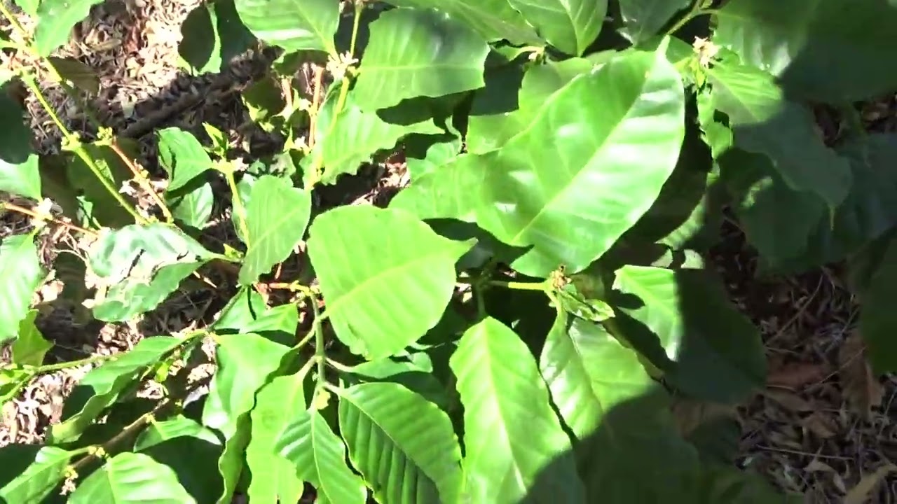 La variedad San Bernardo para climas extremos cuando tengamos precios bajos nos ayuda en la finca.