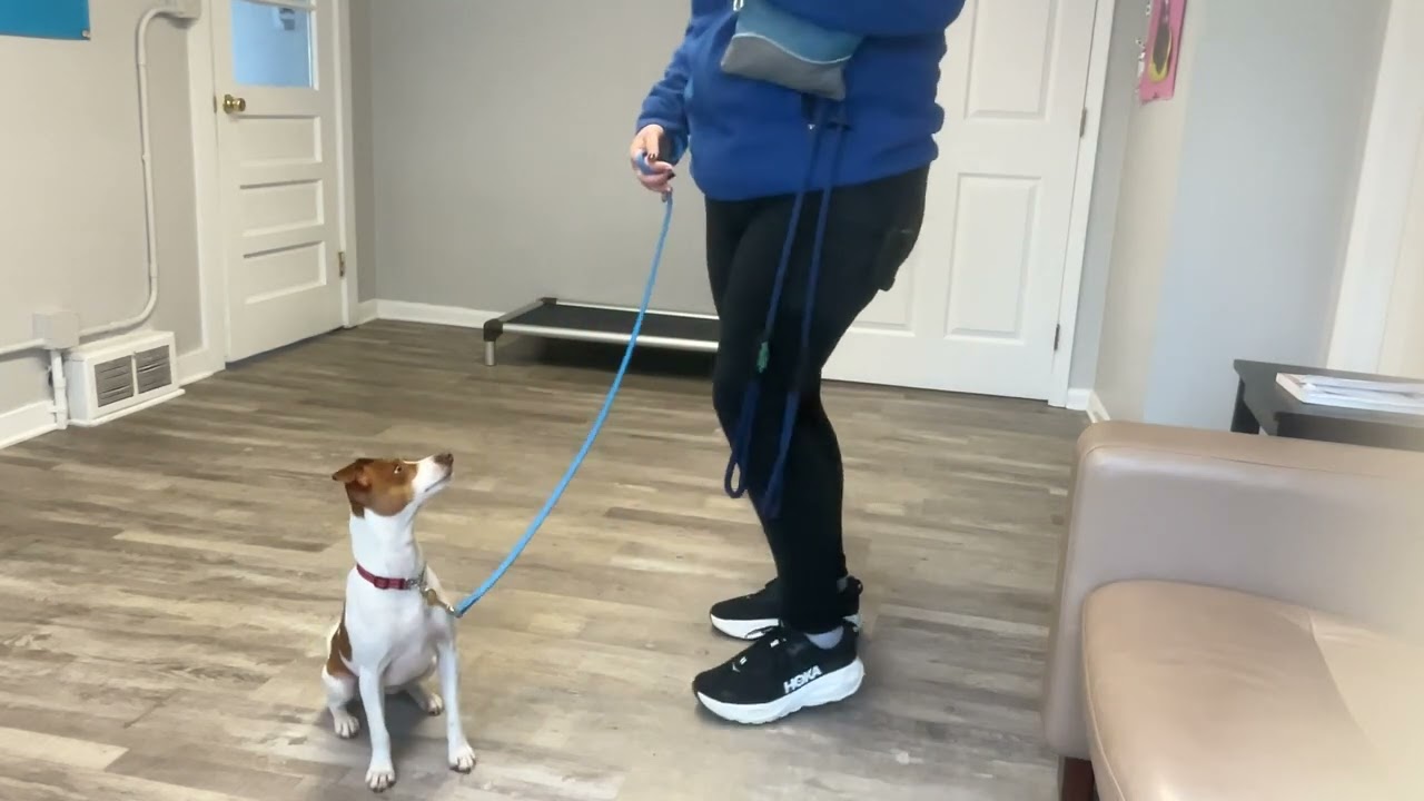 Archie working on: sit, come, leash walking, look and confidence building 