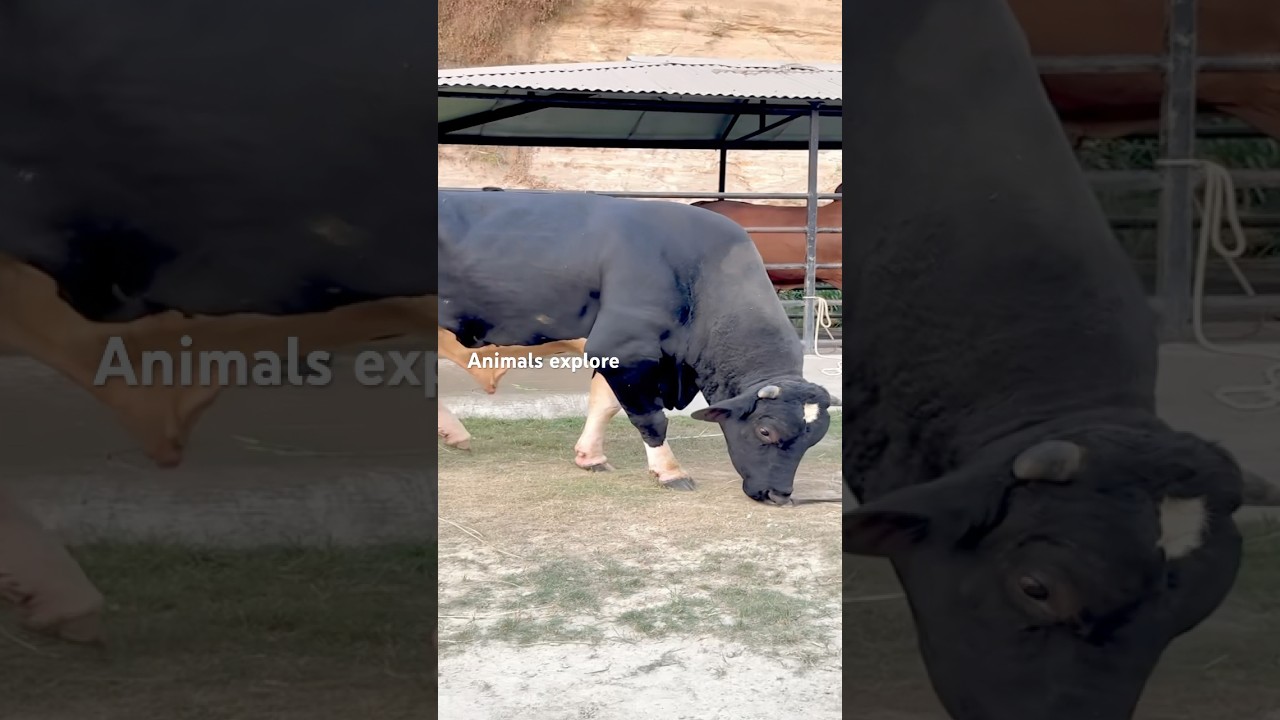 Enormous heavyweight Holstein friesian bull find food in the sand #cow #cattleworld #enjoy #animals