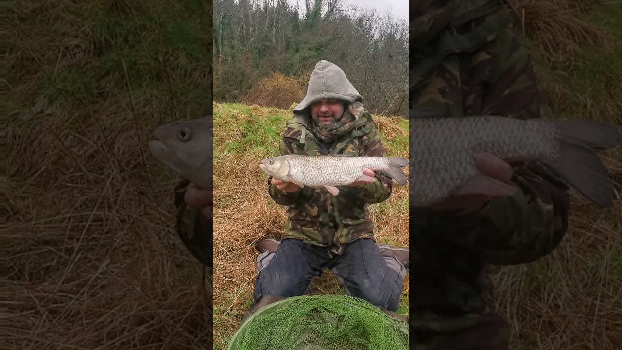 River Severn Chub, bomb and bread. 