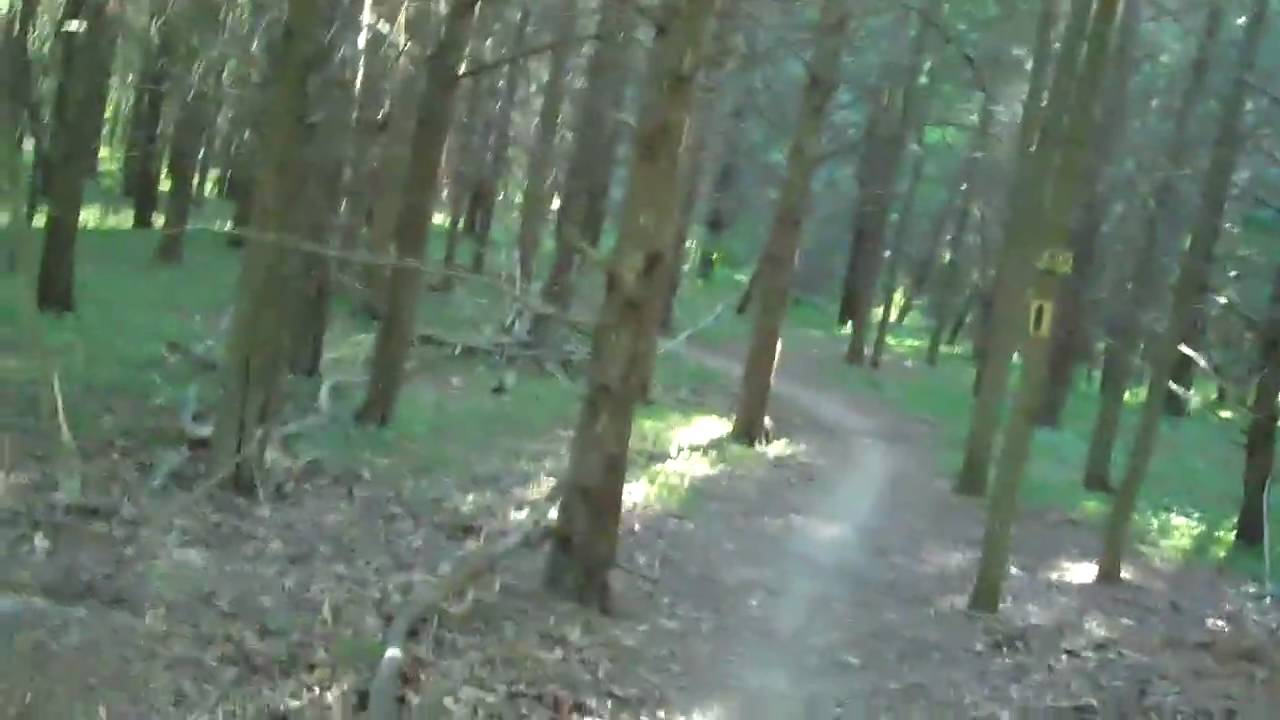 Ewok Forest