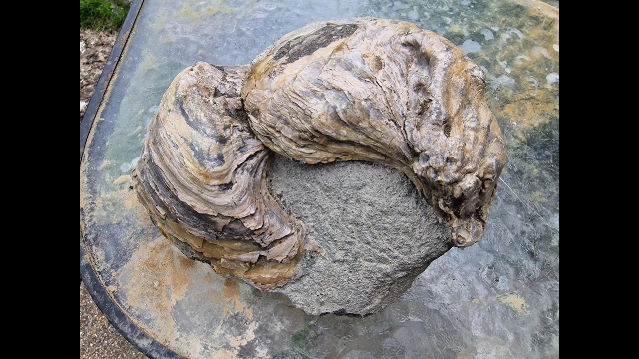 ISLE OF WIGHT FOSSIL HUNT DAY 2 SHANKLIN GRYPHAEA HUNT & PREP