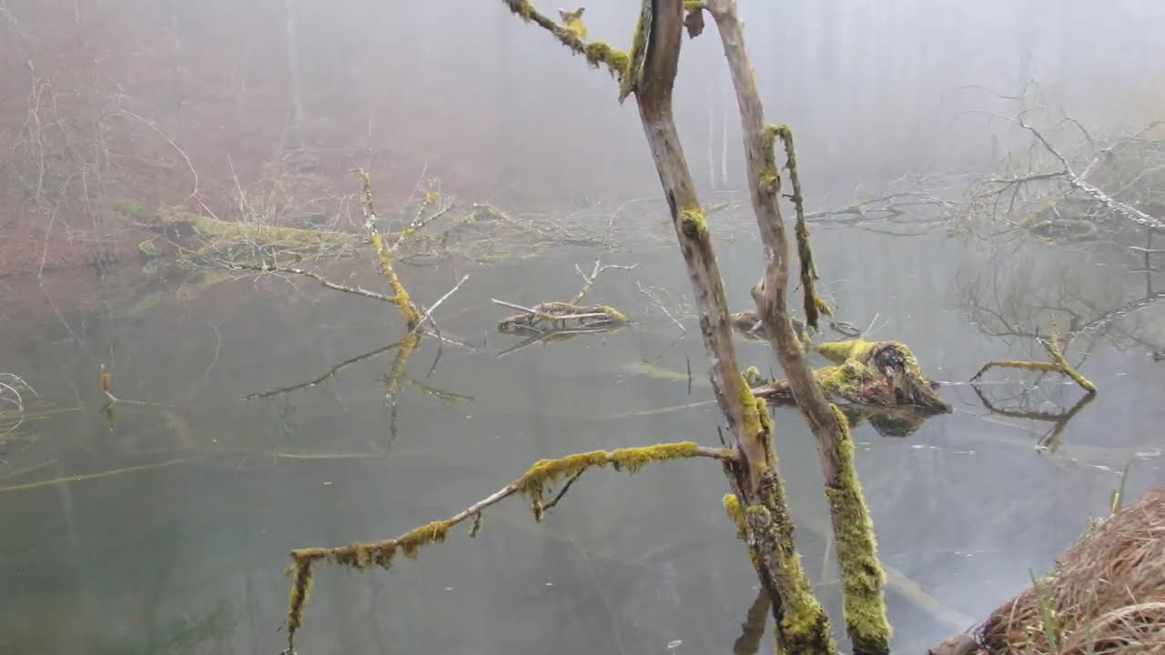 Ein Teich neben dem See - A pond by the lake