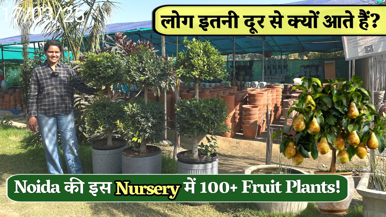 Noida की सबसे बड़ी Fruit Plant Nursery! 100+ वैरायटी के लिए लोग दूर-दूर से आते हैंMust Visit Nursery
