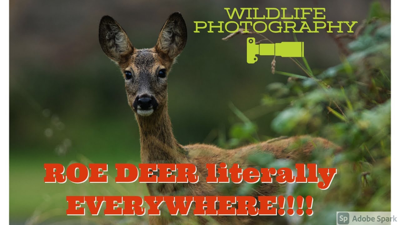 ROE DEER PHOTOGRAPHY-WILDLIFE PHOTOGRAPHY- SCOTTISH ADVENTURE