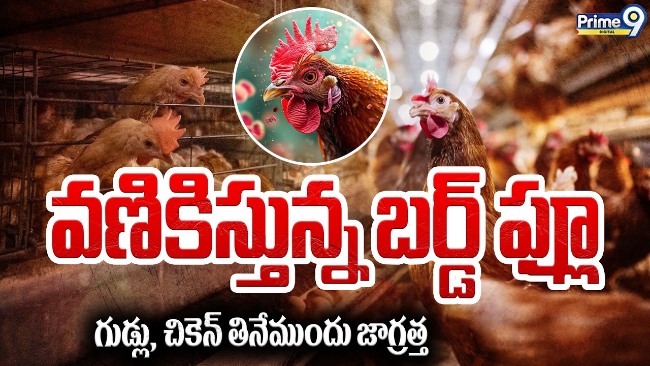 Bird Flu Alert | వణికిస్తున్న బర్డ్ ఫ్లూ.. గుడ్లు, చికెన్ తినేముందు జాగ్రత్త | Bird Flu Latest News