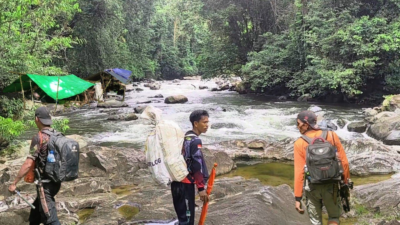 4 hari berburu ikan sultan !! Di sungai tengah hutan Kalimantan