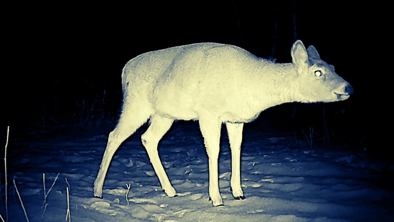 Wisconsin Wildlife | Trail Camera Highlight | December 16-20