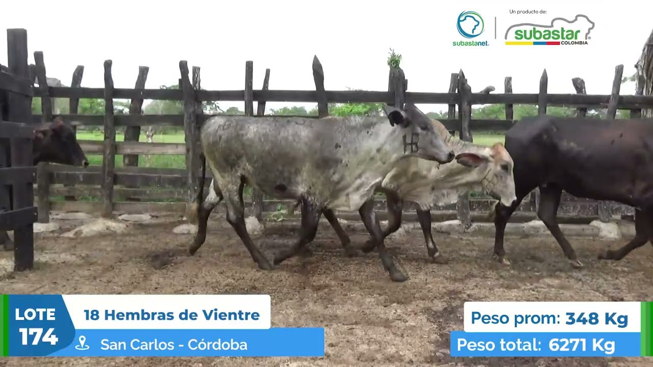 LOTE 174
