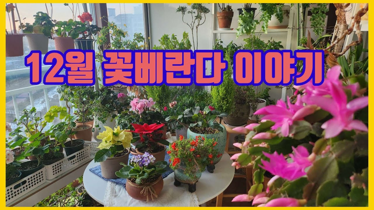 12월 꽃베란다 이야기#새로들인 꽃#포인세티아#미니바이올렛#시클라멘