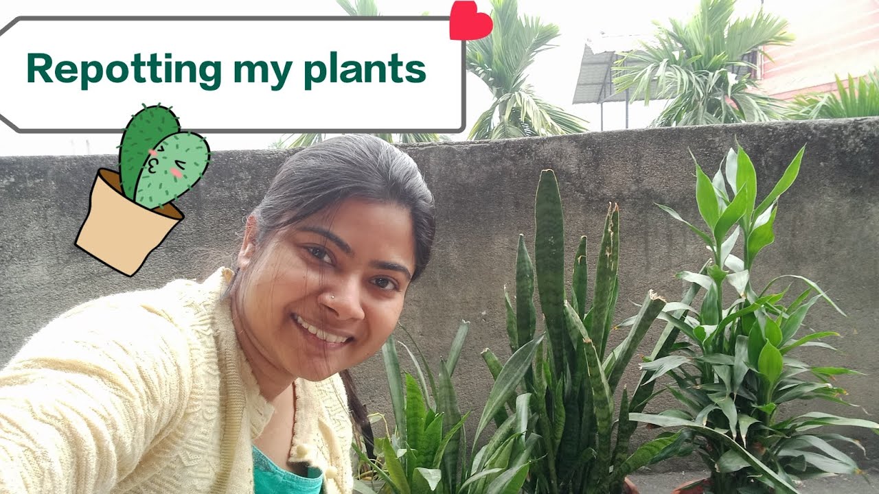 Repotting Day🪴 #video#minivlog#plants#indoorplants#viral#alolikadutta#guwahati 