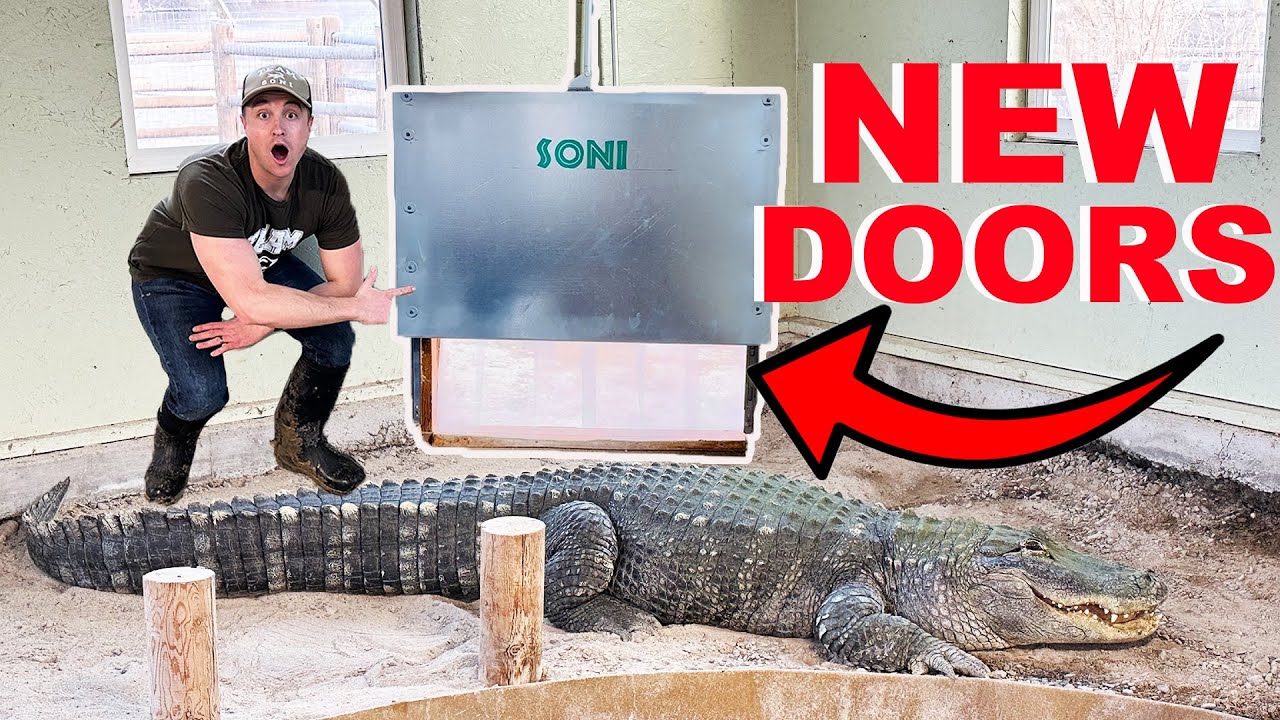 I Built Automatic Doors For My Alligators!