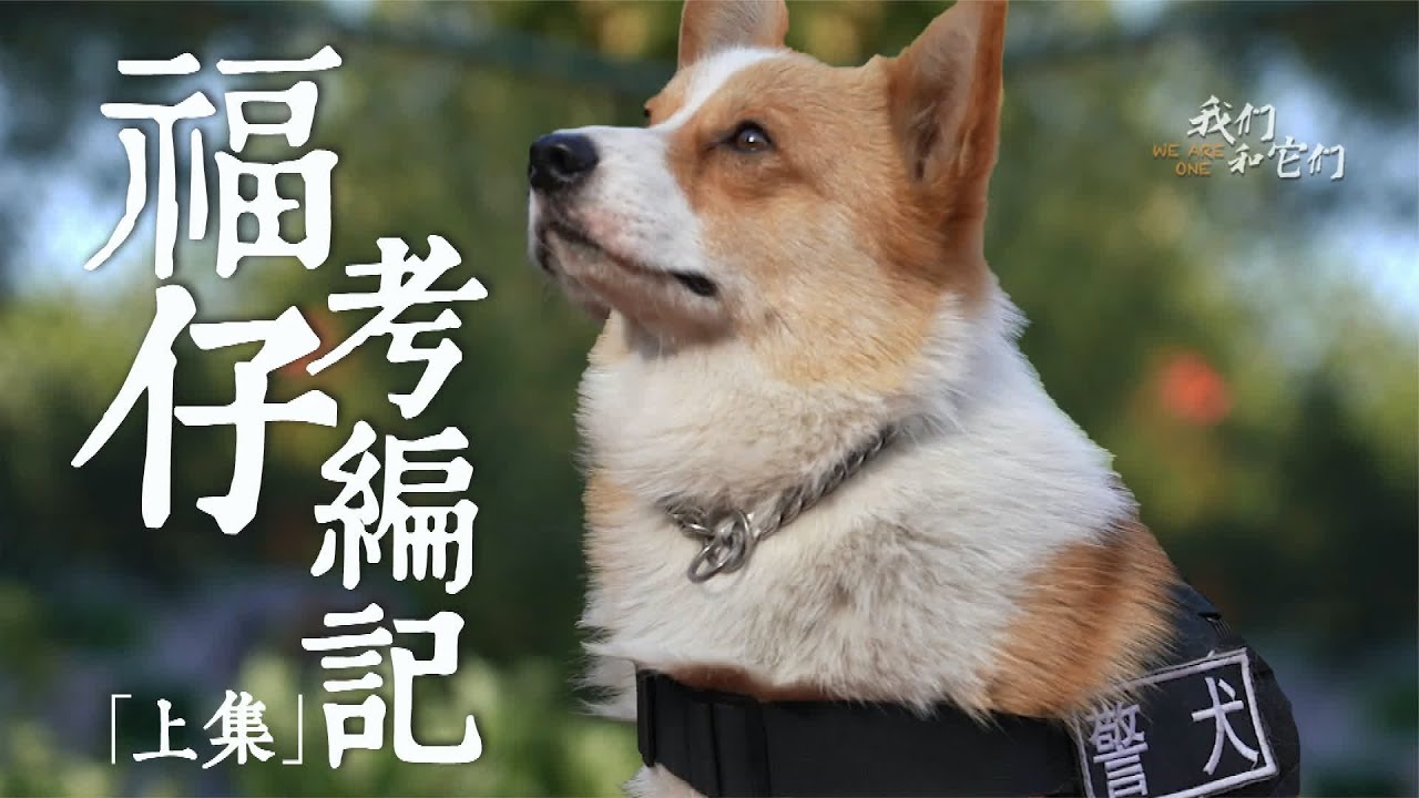 明星警犬柯基&ldquo;福仔&rdquo;考编记「上集」 #我们和它们 #柯基 #警犬 #柯基福仔 #狗 #萌