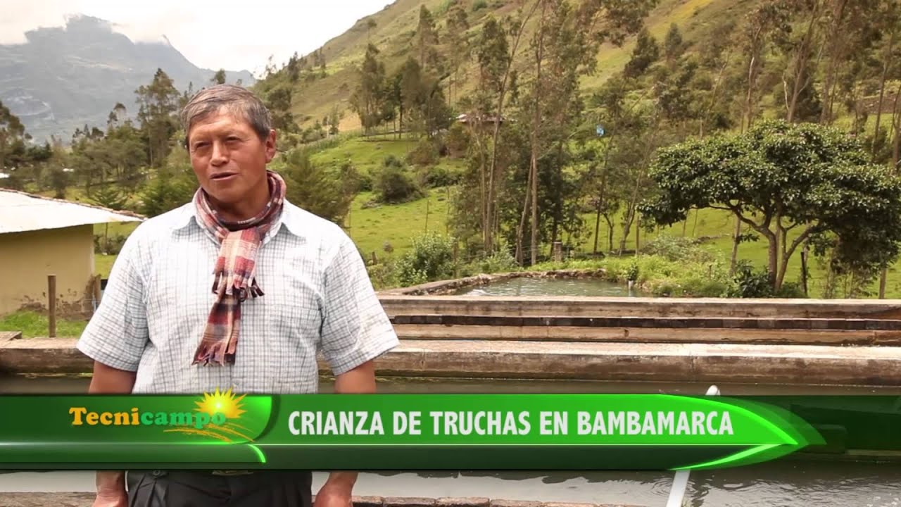 Crianza de Truchas en Bambamarca