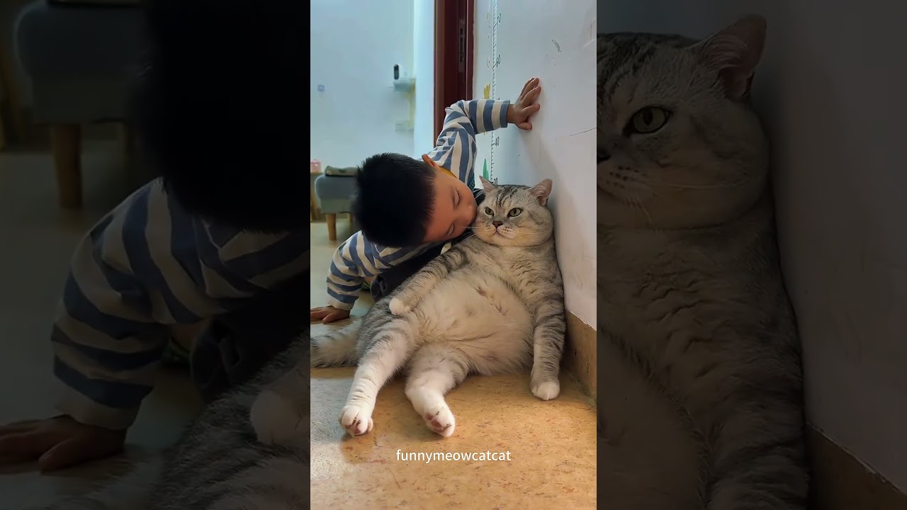 Human Love, Cat Acceptance? #cat&nbsp;#catsoftiktok&nbsp;&nbsp;#funny&nbsp;#funnyvideos&nbsp;#foryou&nbsp;#fypage&nbsp;#fypツ&nbsp;#cats
