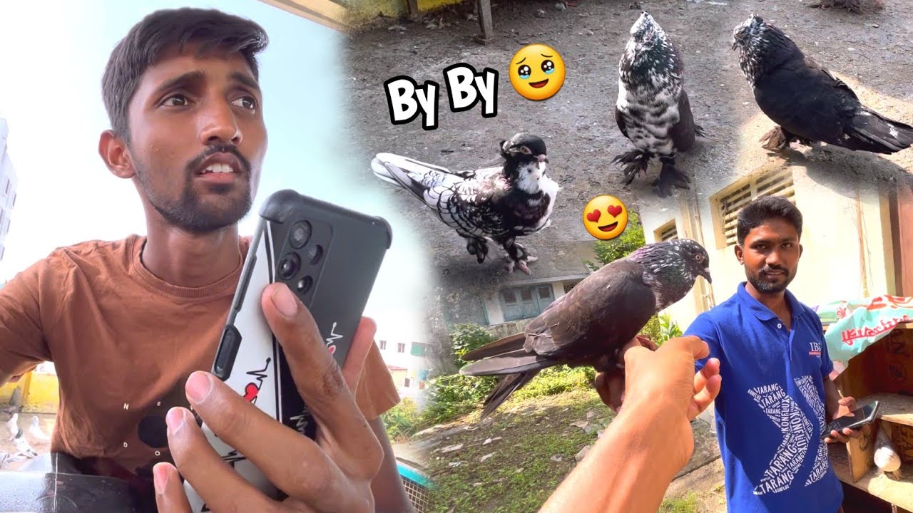 Pakad Hua Fancy Kabootar Wapas Kar Diya😰