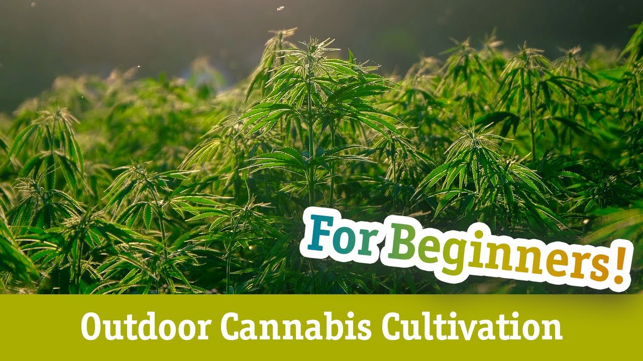 Cannabis Cultivation for Beginners