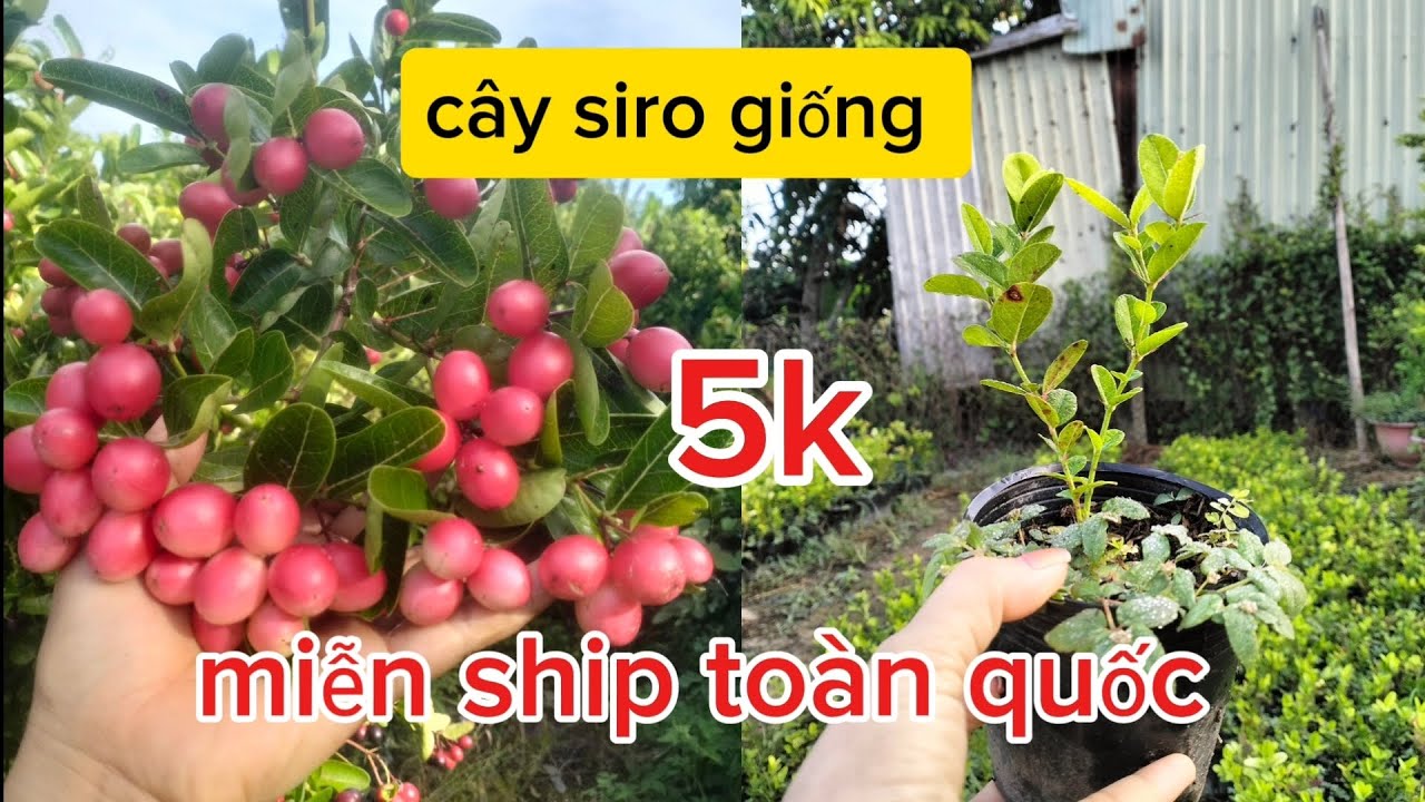 Chuyên cung cấp cây siro bonsai và cây giống #bonsai #garden #siro #fruit 