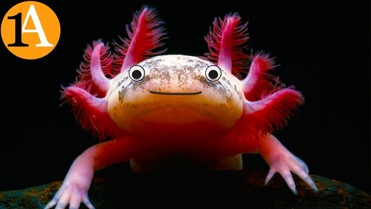 Die verrückte Biologie des Axolotl