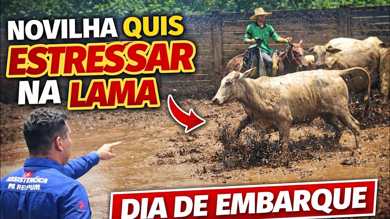 Chuva, Lama e seguindo o embarque!