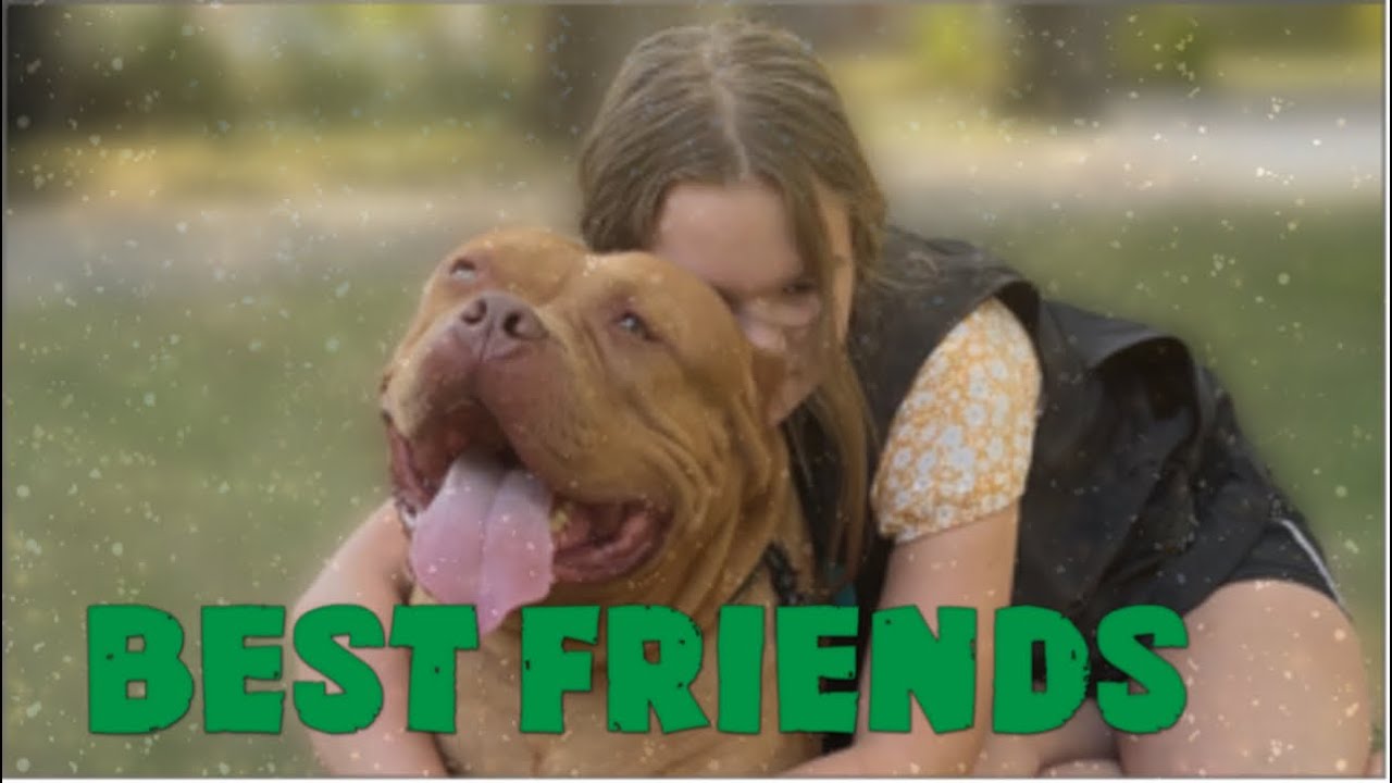 XL American Bully Friendship: Buster & Alli's Bond | Kingdombullykennels.com