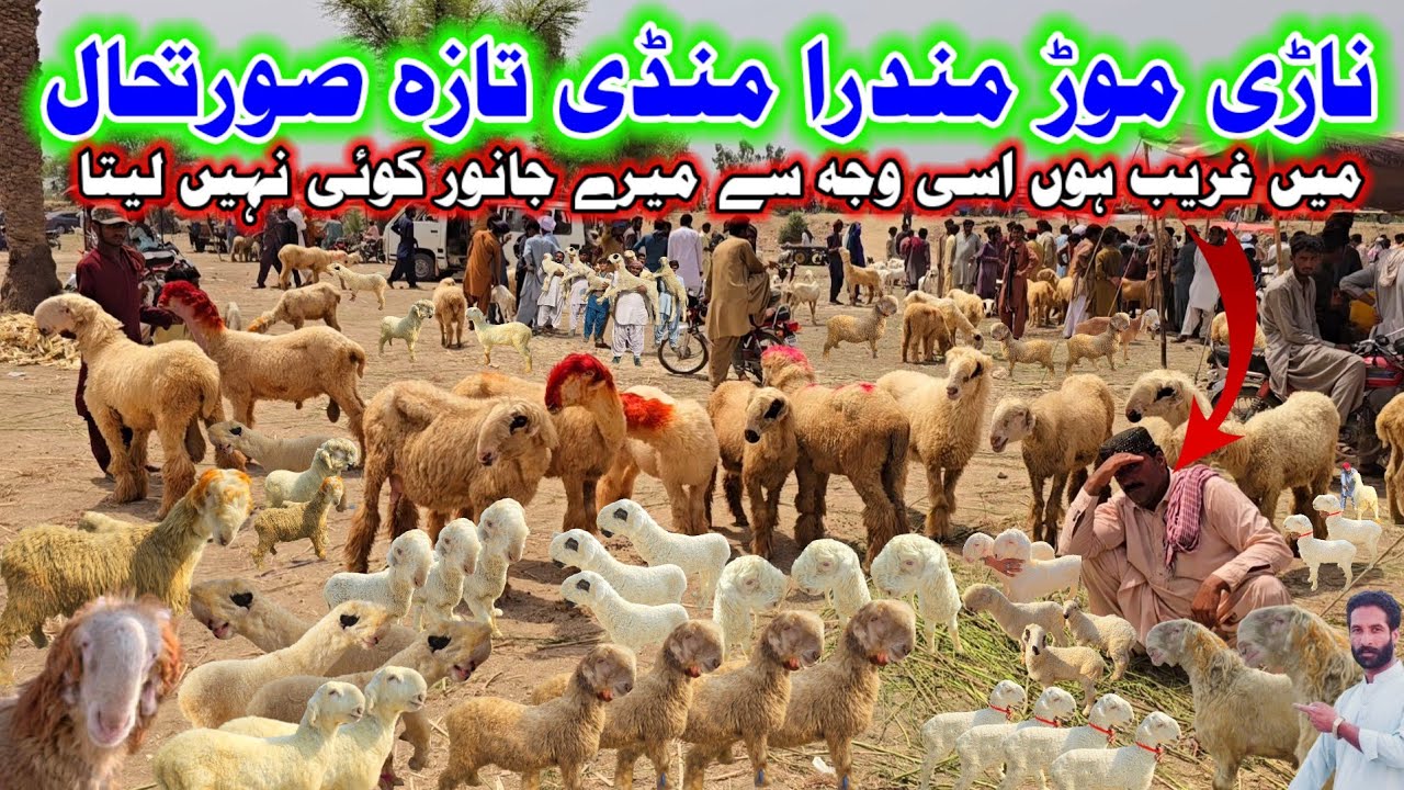 Biggest nari moor mundra chatra mandi of dgkhan||#brand #sultan #nasil #zero #size #mundray #chatray