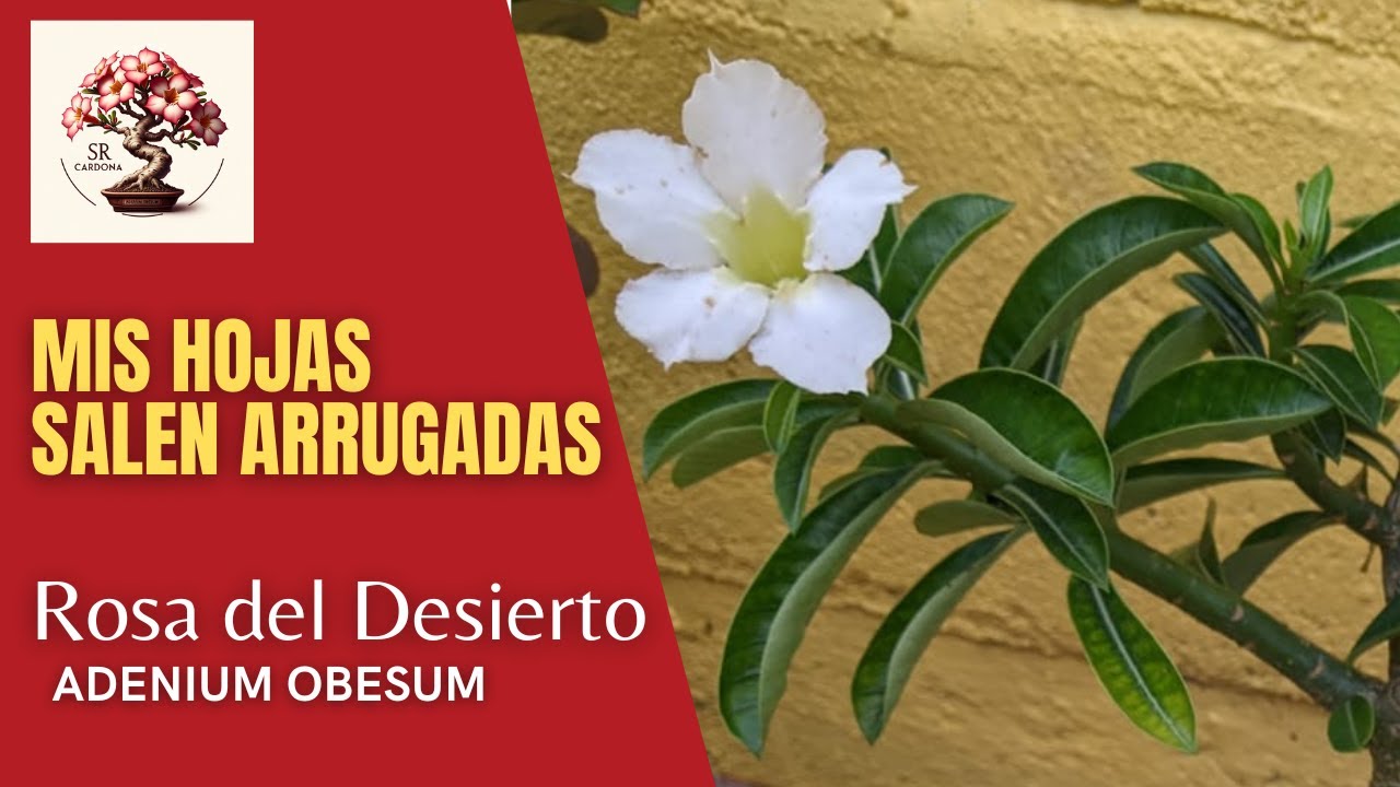 ¡ Hojas arrugadas en mi Rosa del Desierto !