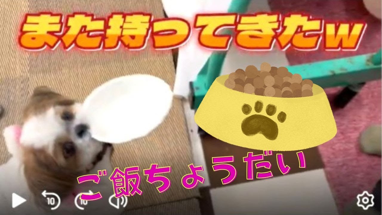 【シーズー】【ふくちゃん】「ご飯のアピールが分かりやすいふくちゃんｗ」