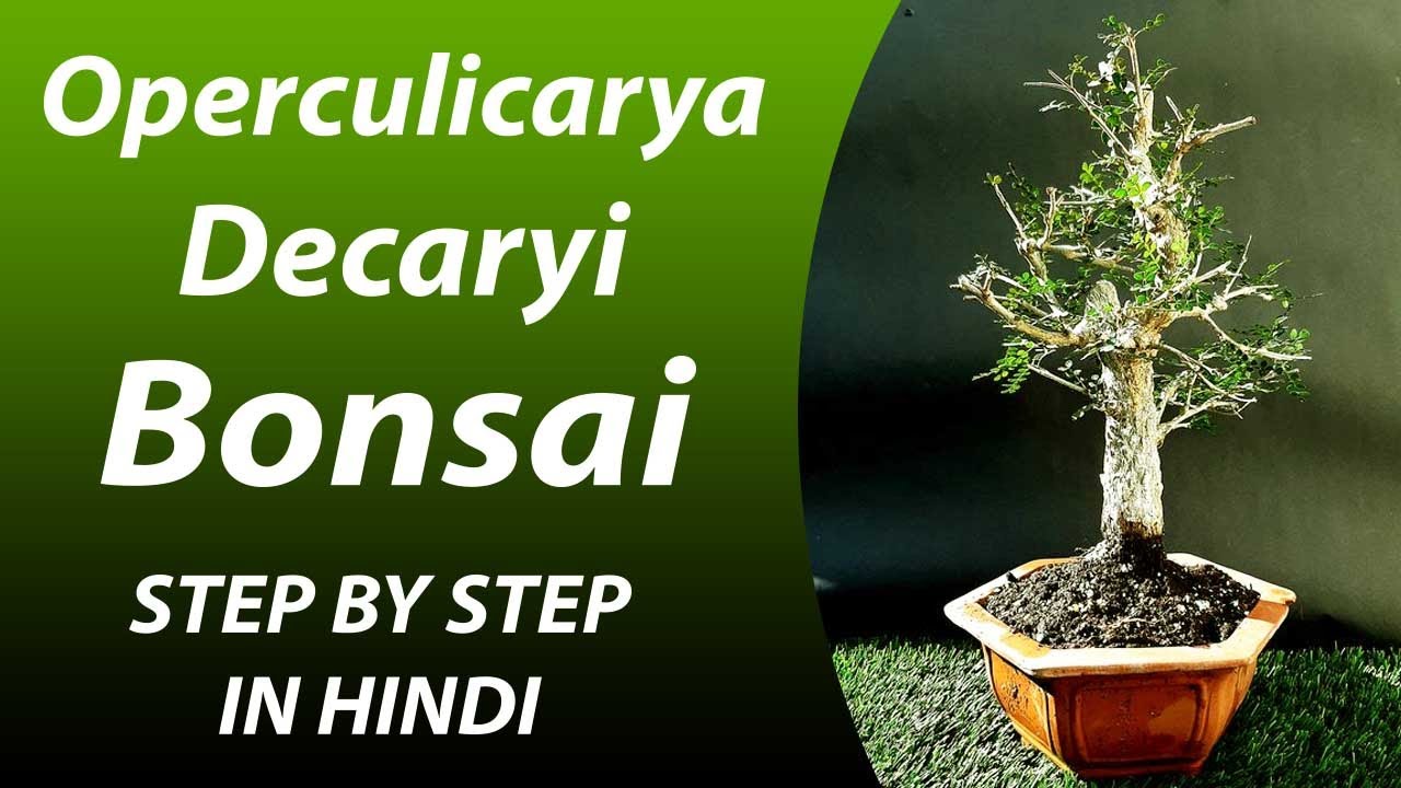 Make Operculicarya decaryi Bonsai at Home | Step By Step in Hindi | Special Video for Beginners