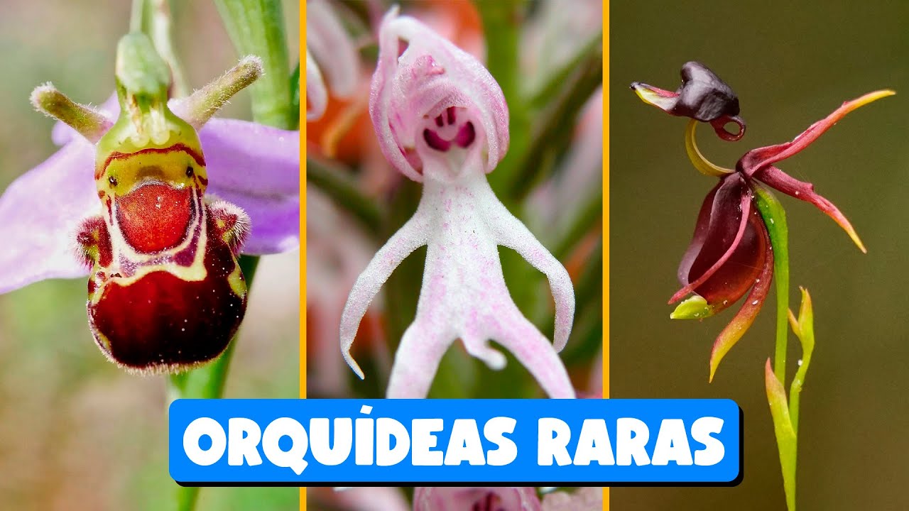ORQUÍDEAS CURIOSAS y con una FORMA MUY EXTRAÑA