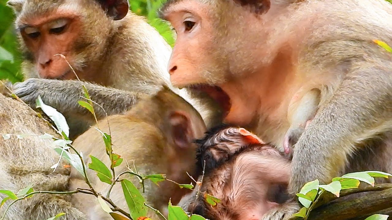 Mom Violet warning bite baby Vienna to stop capture milk from little baby