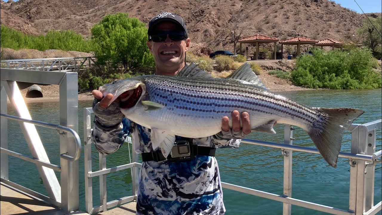 Willow Beach Recent Fishing Report 4-7-22 ,Giant stripers and  🏆 Trout 🤙😎