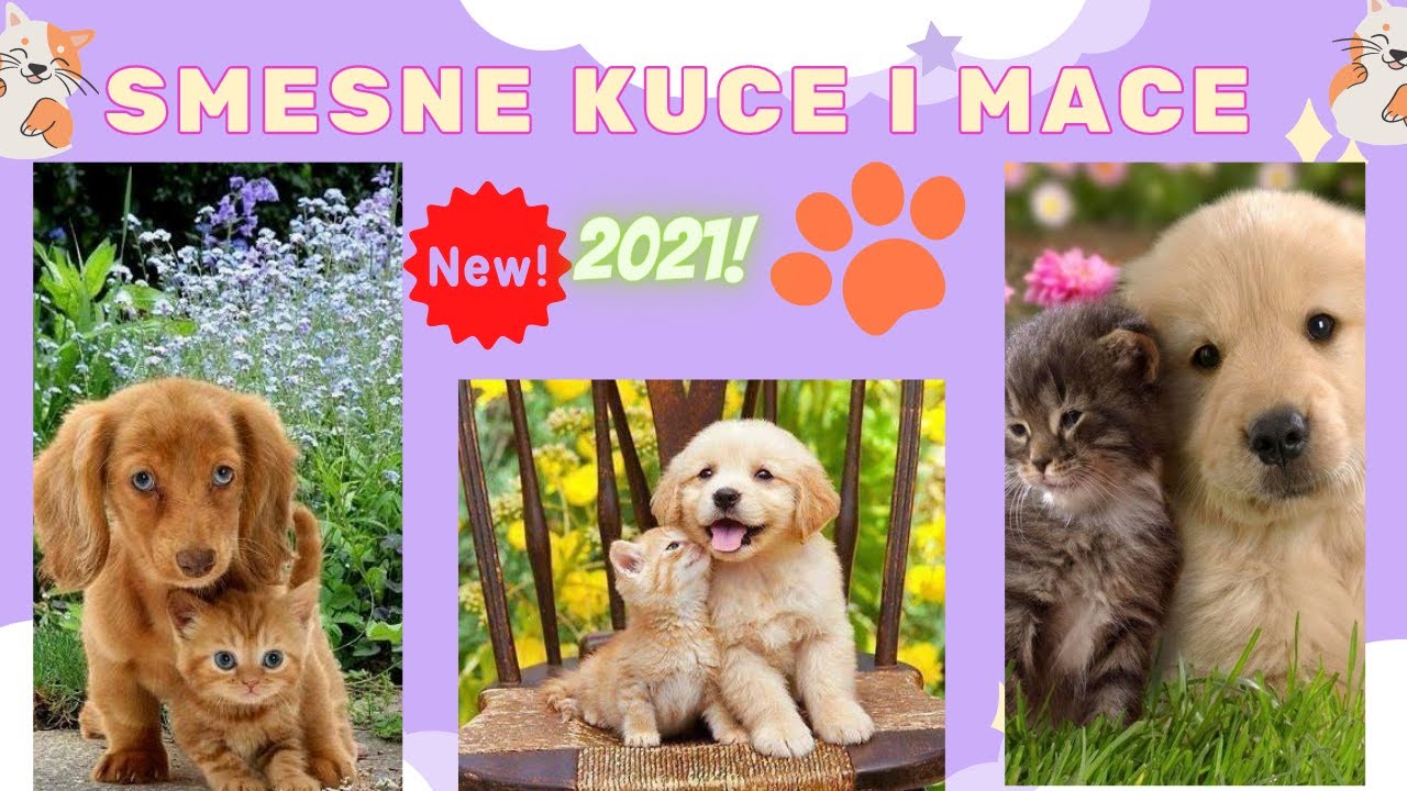 LUDE MACKE I SMESNI PSI ⭐⭐⭐⭐⭐  POKUSAJ DA SE NE NASMEJES 😺😺😺