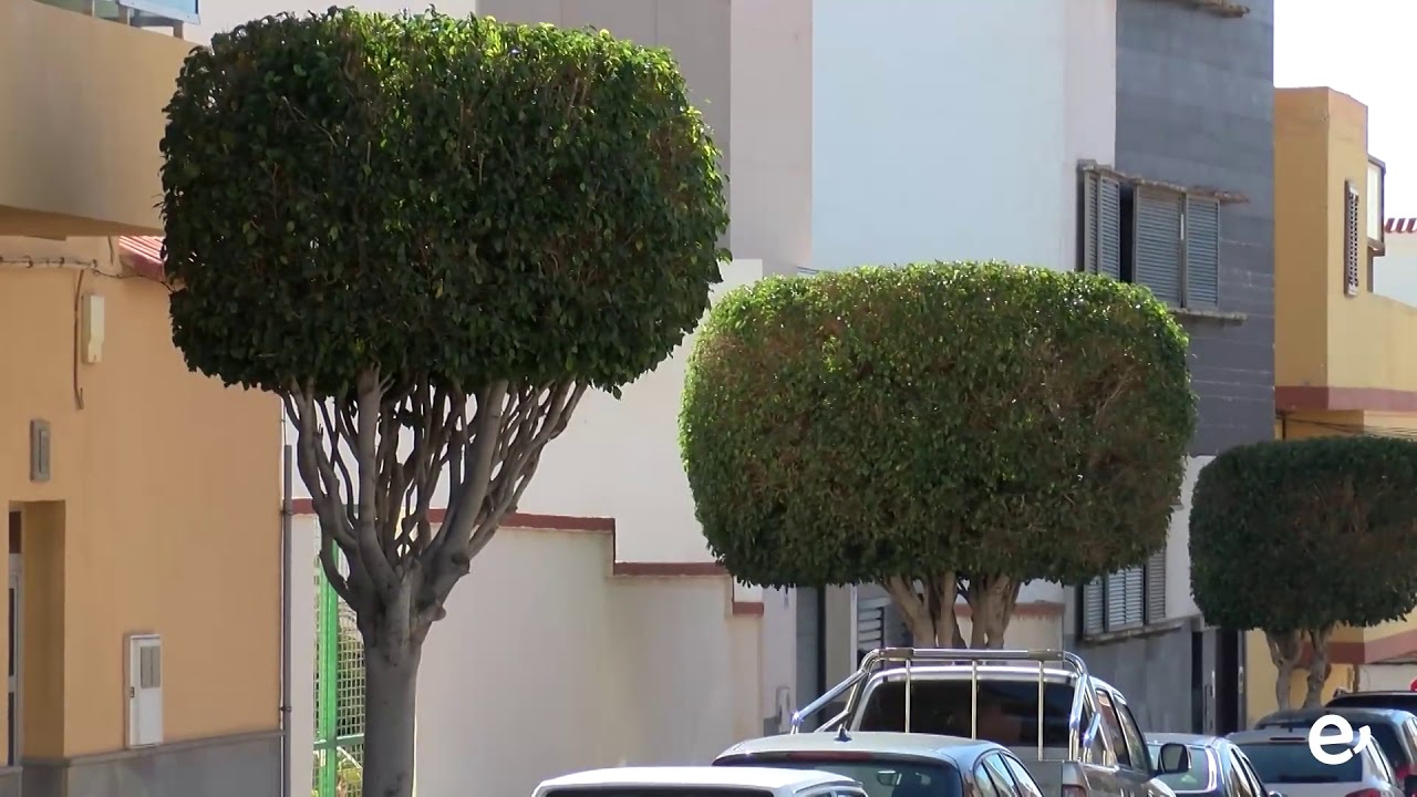 EL AYUNTAMIENTO CONTINÚA CON LA PODA DE ÁRBOLES ORNAMENTALES EN LOS DIFERENTES BARRIOS DEL MUNICIPIO