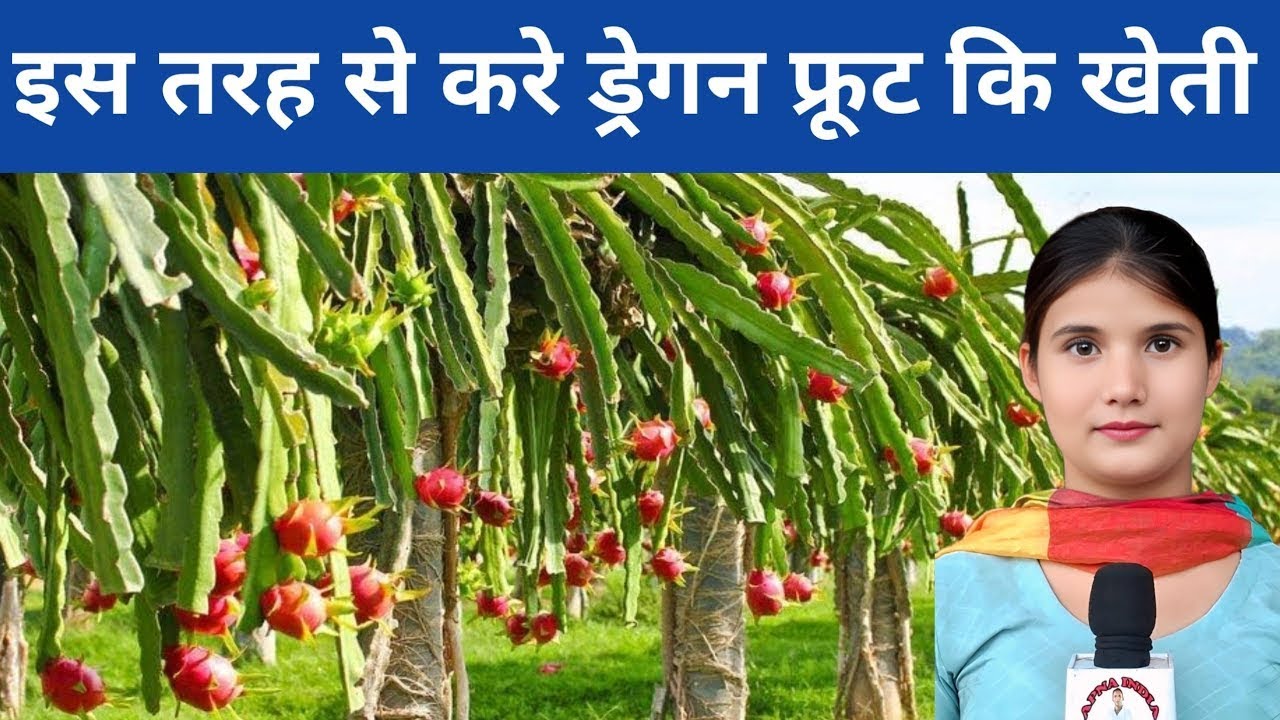  Dragon fruits ki kheti kaise hoti hai (ड्रैगन फ्रूट की खेती कैसे होती है) 