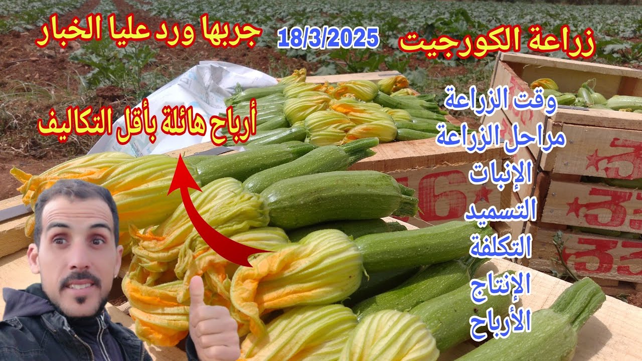 زراعة الكورجيت جربها ورد عليا الخبار