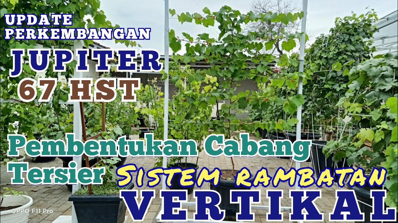 CARA MENANAM ANGGUR JUPITER SAMPAI BERBUAH #PART 5 | Sistem rambatan VERTIKAL Anggur ala whitegarden