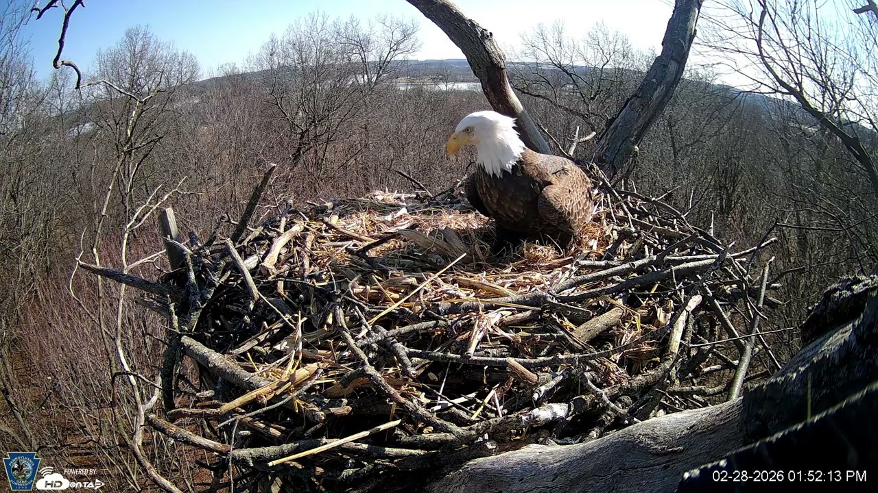 Hanover Eagles Live Cam   HDOnTap — Mozilla Firefox 2026 02 28 13 51 51