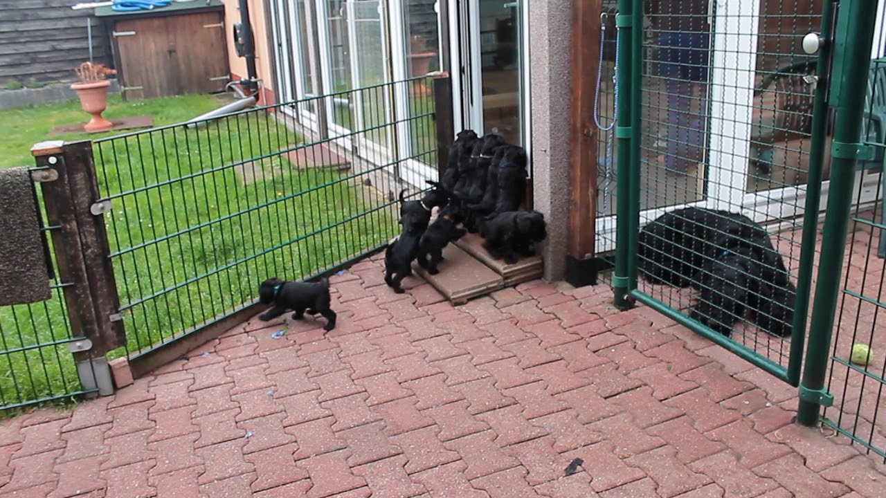 Zwergschnauzer vom Bunkerberg vom 04 05 2020