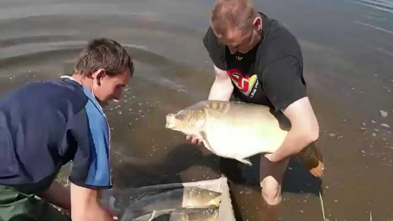 Karpiai reproduktoriai - Broodstock carps