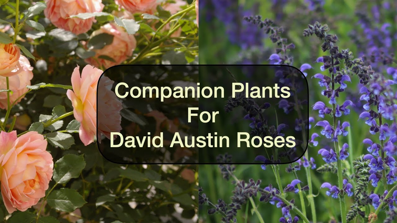 Companion Plants for David Austin Roses