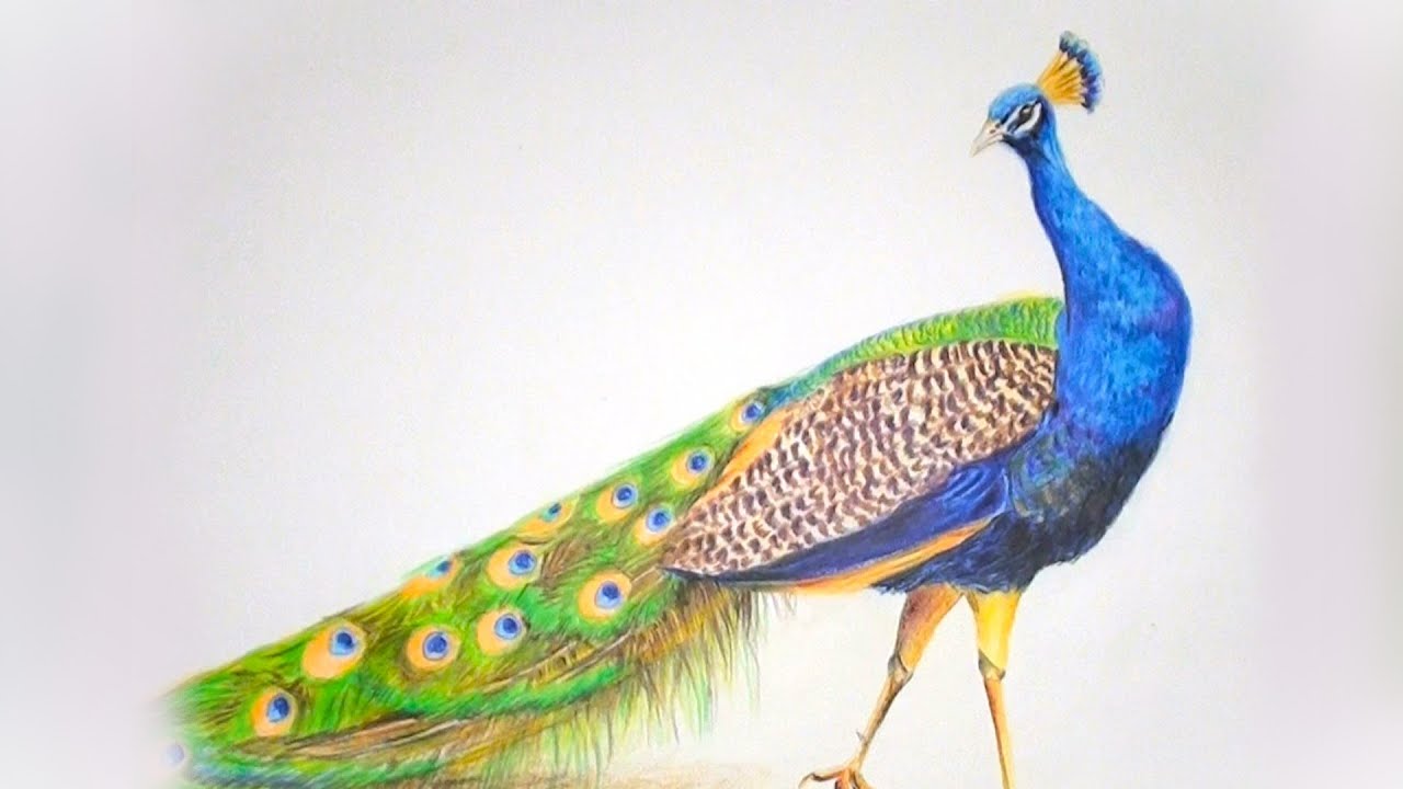 Peacock Drawing ll Using Colour Pencils ll Colour pencil drawing