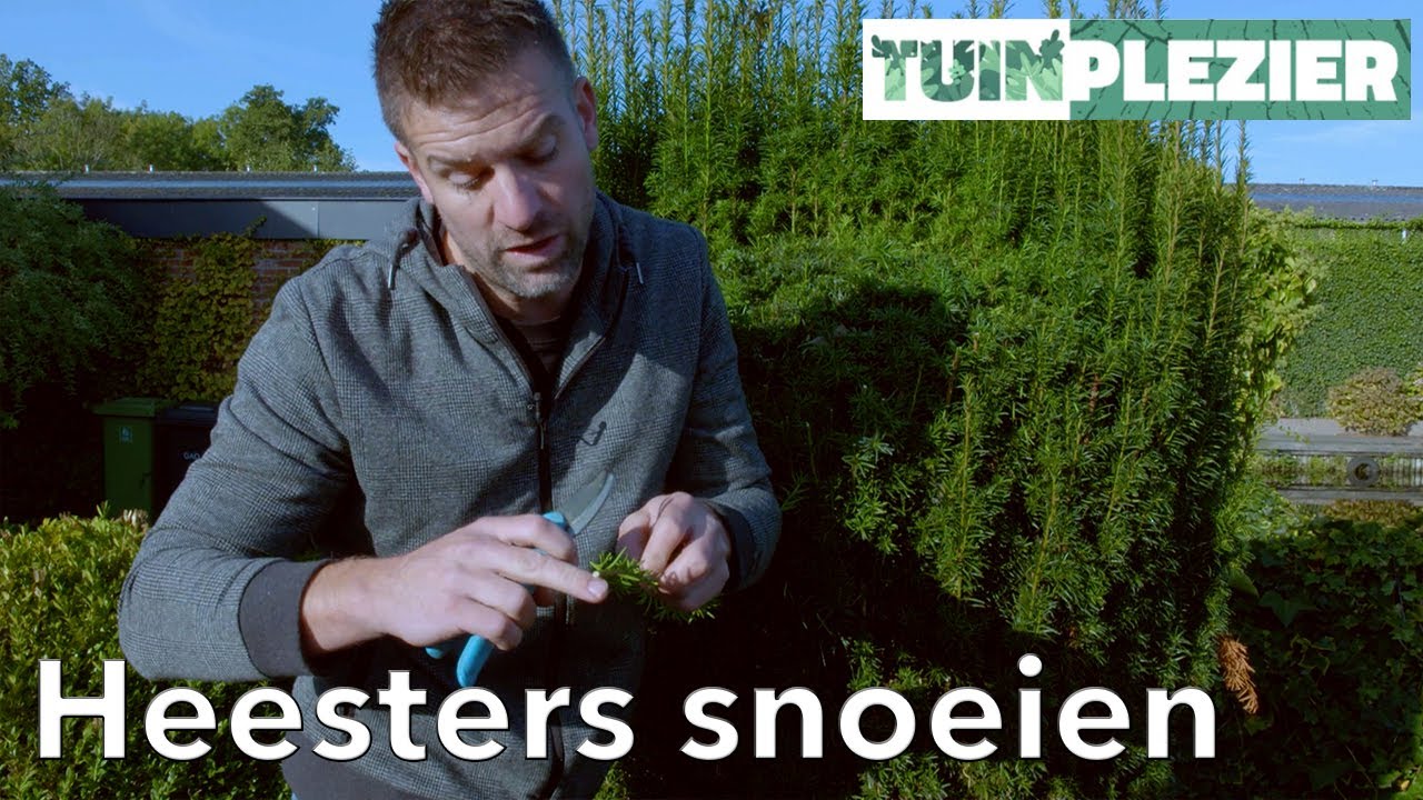 Hoe snoei je wintergroene struiken/heesters? | Buxus, Conifeer, Taxus snoeien | TUINPLEZIER