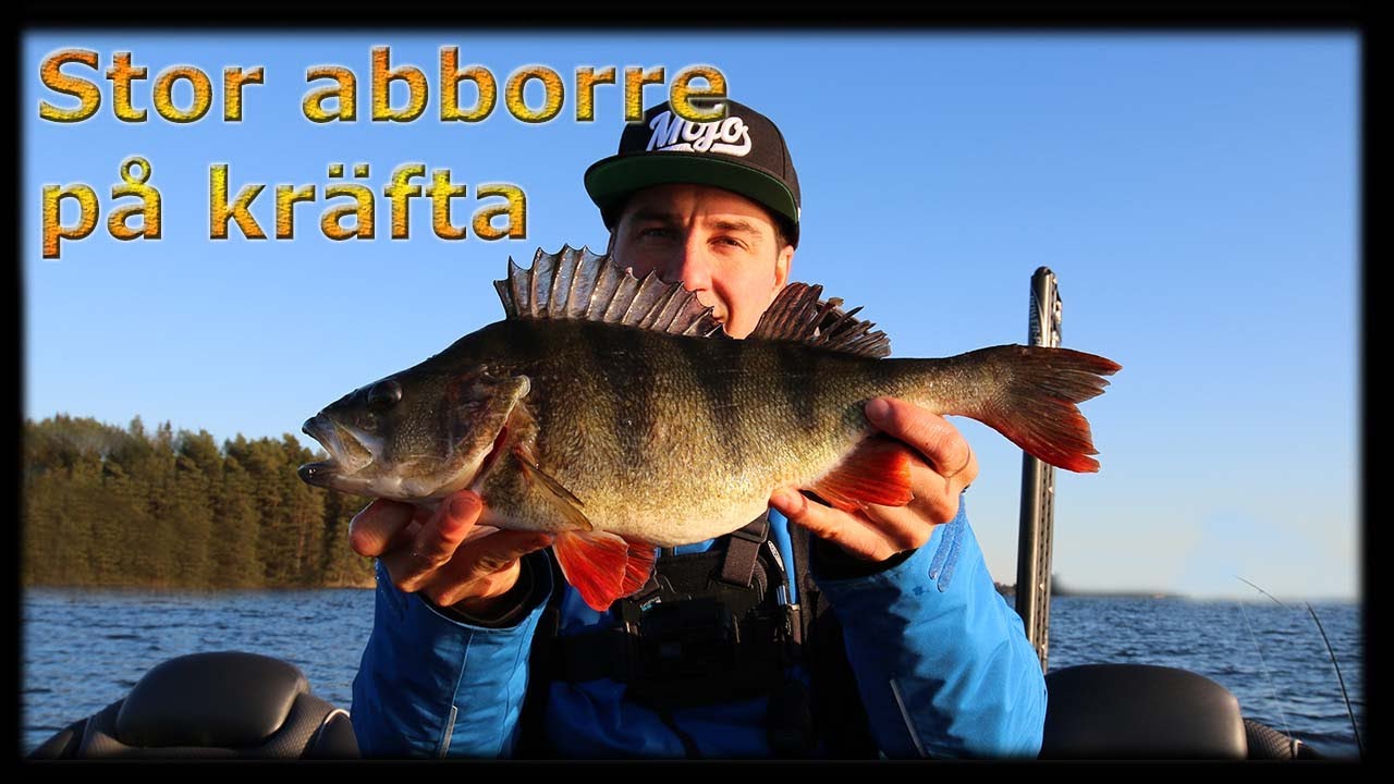 Stor abborre på kräfta