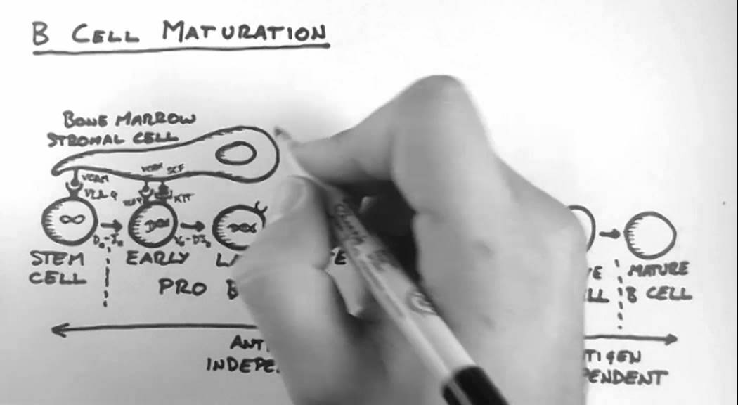 B Cells 3 - Maturation