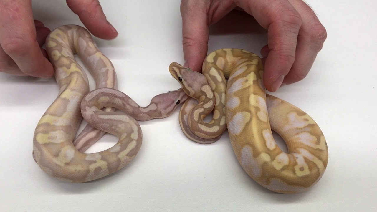2017 Ball Pythons #13  Super Bananas, and Bamboo Combos  ending the year on a high note!