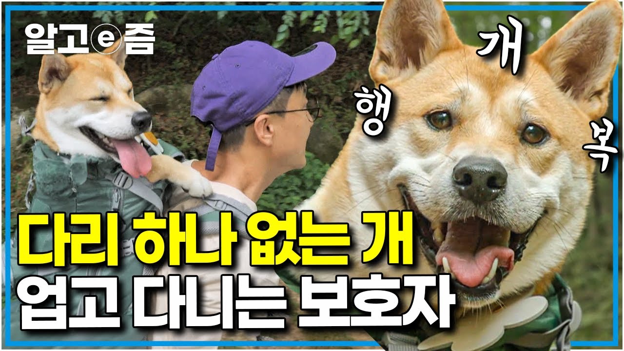 “함께하는 동안 행복하게 해주고 싶어요” 한쪽 다리 없는 개를 배낭에 넣어 업고 다니는 보호자의 감동 사연 │세상에 나쁜 개는 없다│알고e즘