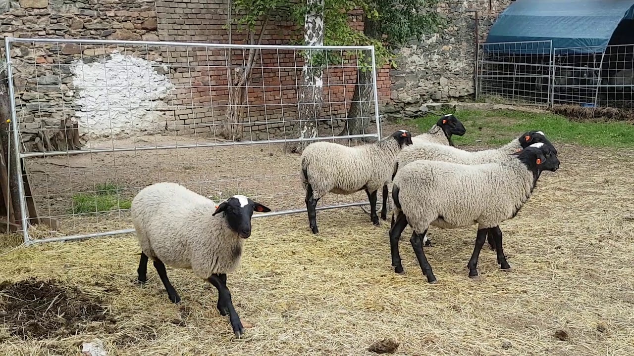 Young romanov rams born 2019