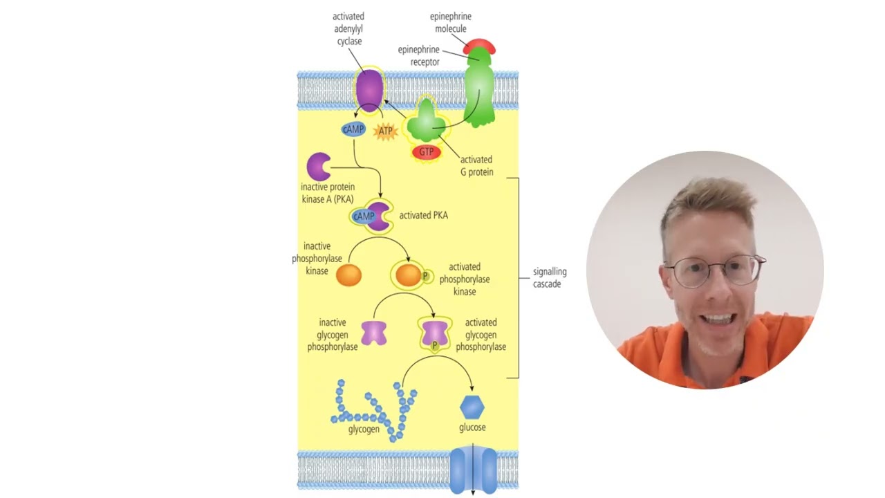 BohnBioBasics G Protein cAMP Tyrosine Kinase