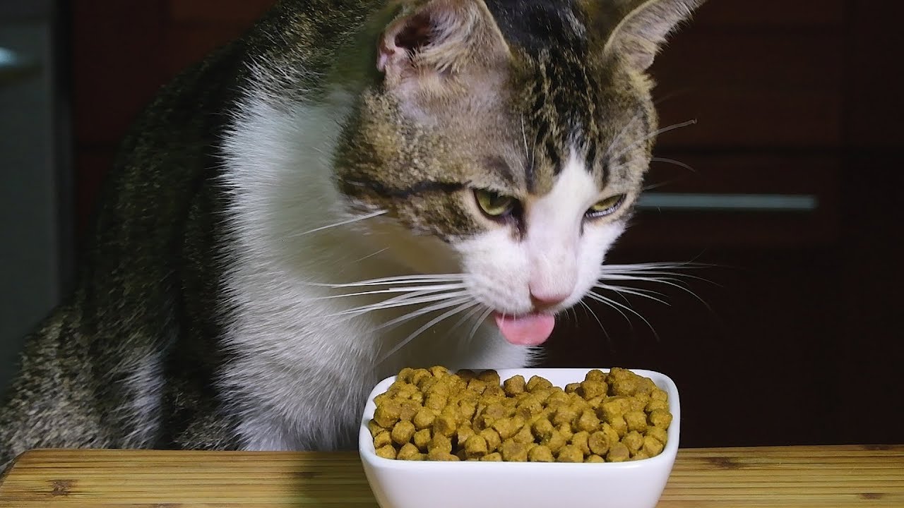 ASMR KITTY CRUNCH Dry Food Feast * Extreme Cat Eating Sounds *  고양이 + 먹방